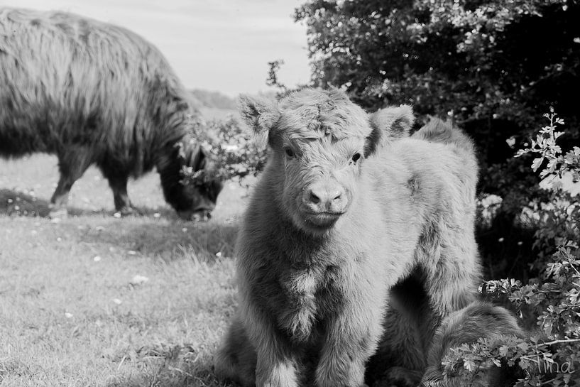 Jeune veau écossais avec sa mère en arrière-plan par Tina Linssen