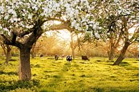 party in the appleyard... party in the orchard...