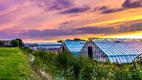 Horticulture en serre au coucher du soleil  par Marco Schep Aperçu