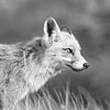 Renard en noir et blanc sur Miranda Vleerlaag