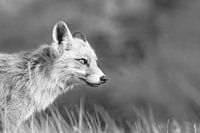 Fox in black and white