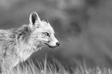 Fox in black and white by Miranda Vleerlaag