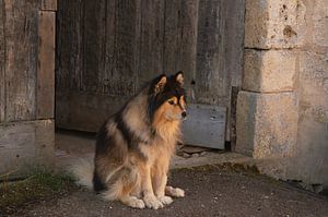 Schöner langhaariger Hund (Suomenlapinkoira) einer alten, französischen Tür und Fassade
