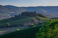 Grape vines in Tuscany by Marc Vermeulen thumbnail