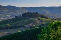Wijnranken in Toscane