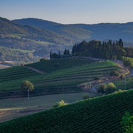 Wijnranken in Toscane van Marc Vermeulen
