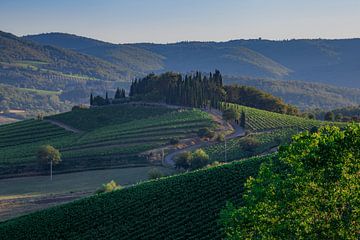 Wijnranken in Toscane van Marc Vermeulen