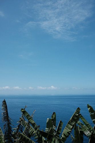 Bananenstauden auf Madeira