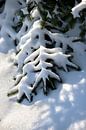 Verschneite Nadelbäume in einer ländlichen Naturlandschaft | Fine Art Photo Print | Poster von Karijn | Fine art Natuur en Reis Fotografie Miniaturansicht