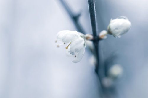 Zarte Winterblumen in Nahaufnahme