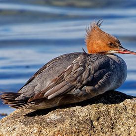 goosander by Detlef Schöler Fotografie
