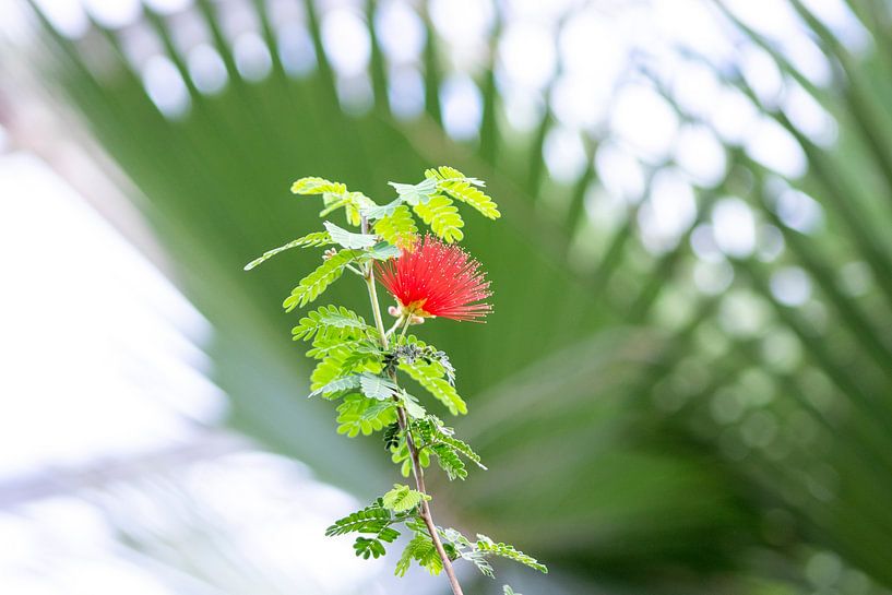 Rote Blume mit grünem Hintergrund von Ingrid van Sichem