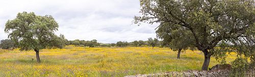 Panorama van een geel bloemen landschap