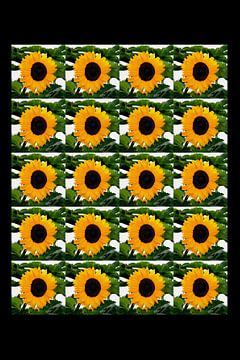 Zonnebloem/Sunflower van Ronald Puma Photo