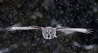 Laplaneule (Strix nebulosa) im Flug bei Schneesturm