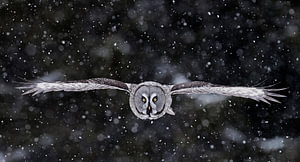 Laplaneule (Strix nebulosa) im Flug bei Schneesturm