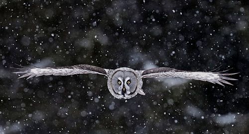 Great Grey Owl (Strix nebulosa) in flight during cold winter in taiga forest in northern Finland.