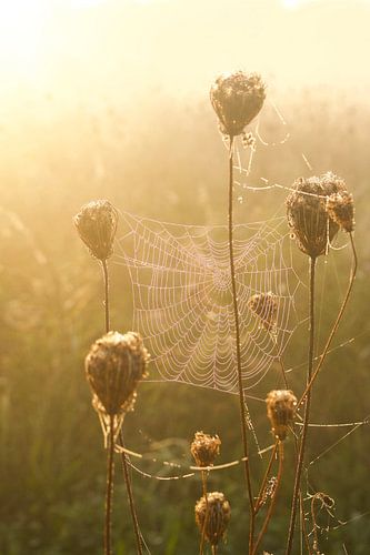 Wie eine Spinne in einem Netz