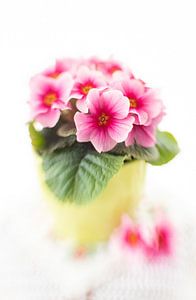 Primula sur Janny Kleijn