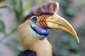 Rhyticeros undulatus von Edwin Butter