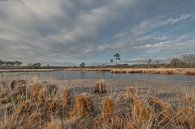 Pollen landscape Hatertse Vennen by Moetwil en van Dijk - Fotografie thumbnail