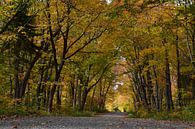 A country road in autumn by Claude Laprise thumbnail