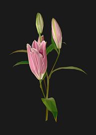 Pink Lilly in Lowpoly Abstract by Yoga Art 15