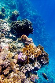 Koraal met doktersvis