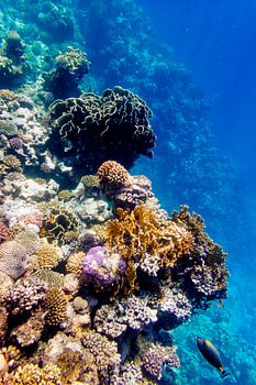 Koraal met doktersvis