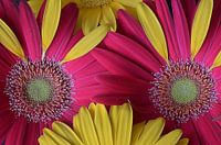 Blumenaugen