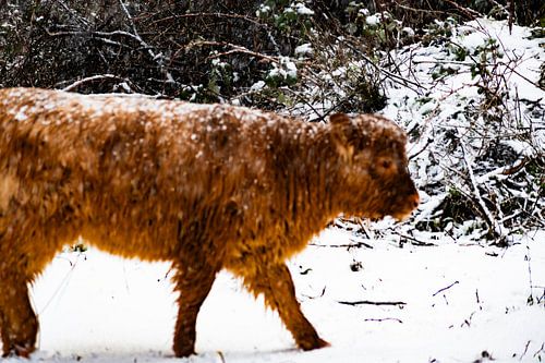 Schotse Hooglander Kalfje in de sneeuw