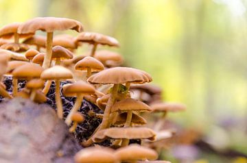 Herfst - paddenstoelen van Jack Koning