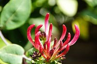 vergeten bloem