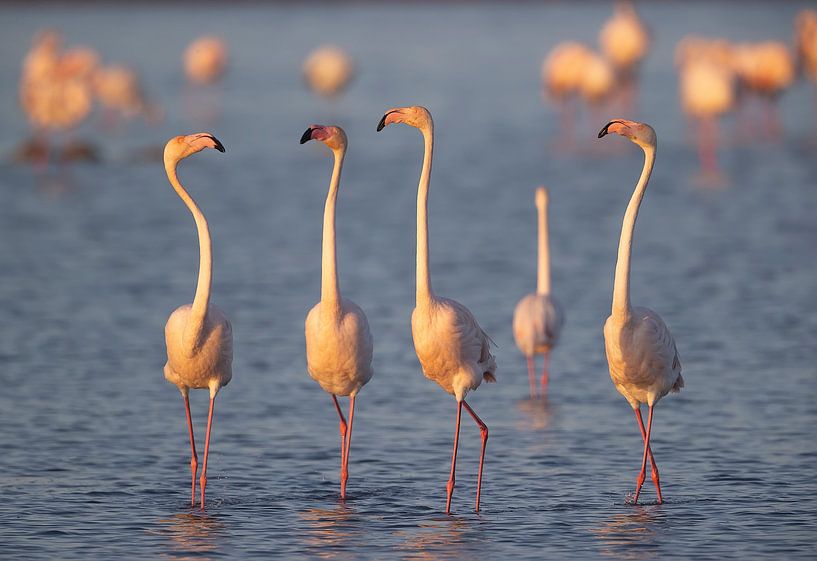 The quartet by Joan Gil Raga