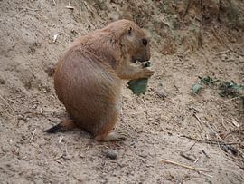 prairiehond by Jorn Wensink