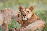 L'amour des Lions par Henk Bogaard Aperçu