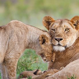 L'amour des Lions sur Henk Bogaard