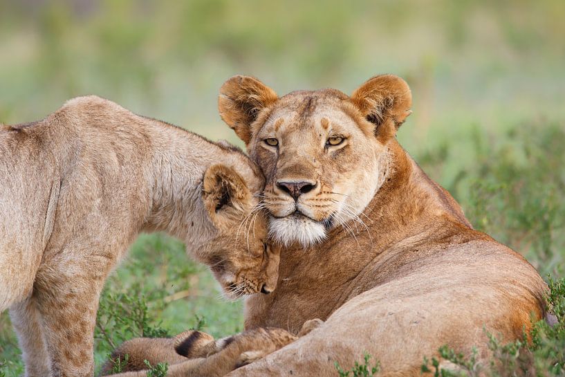 L'amour des Lions par Henk Bogaard