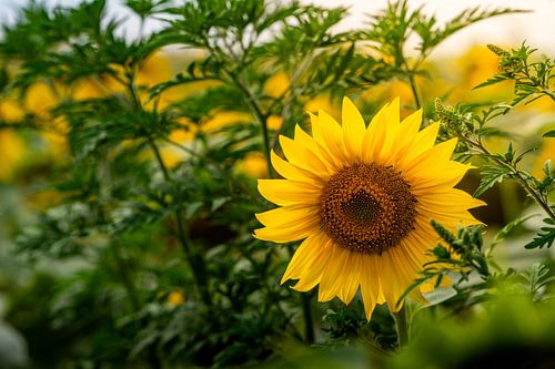 Sonnenblume im Grünen von Johan Savelkoul