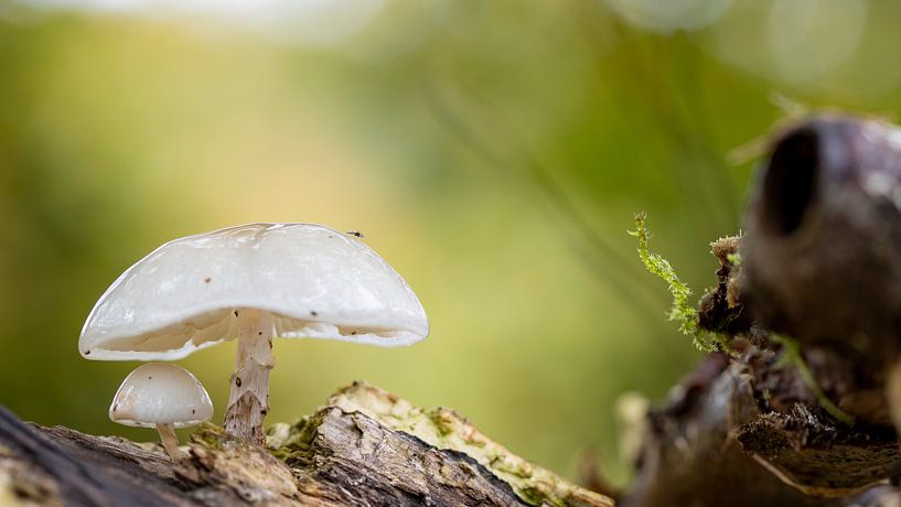 Deux petits champignons blancs, le plus petit sous le parapluie de sa mère par Hans de Waay