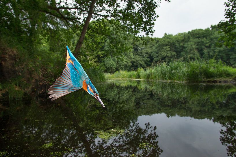 Kingfisher photographed in the Throw by Jeroen Stel