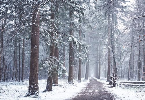 Zeisterbos in de sneeuw. Winter 2021