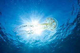 Lichtspiel der Meere – Die Leuchtqualle im Sonnenlicht von MarPic