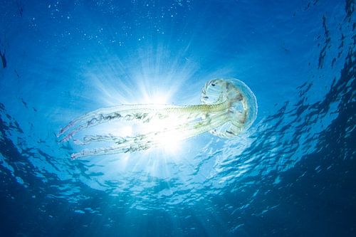 Jeux de lumière des mers – La méduse lumineuse à la lumière du soleil