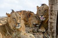 The lions of Lewa