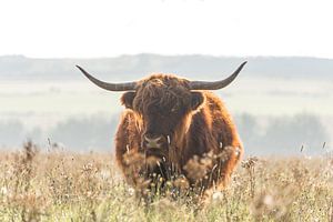 Schottischer Highlander im Herbst