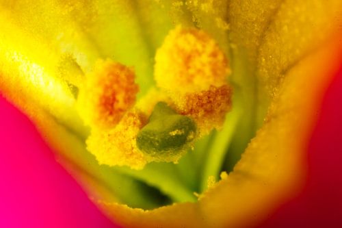 Inside a flower macro