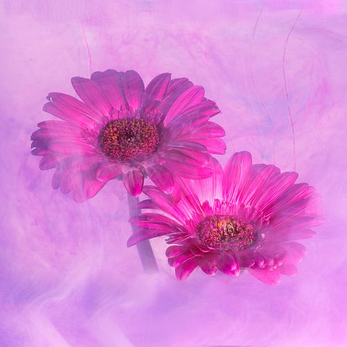 Gerbera op een schilderachtige manier gefotografeerd