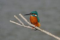 IJsvogel aan de IJssel