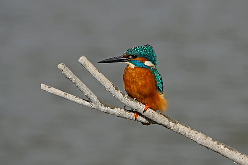 IJsvogel aan de IJssel